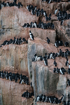 Svalbard, Spitsbergen, bird cliffs of Alkefjellet. Common murres cling to the steep cliffs of Alkefjellet.