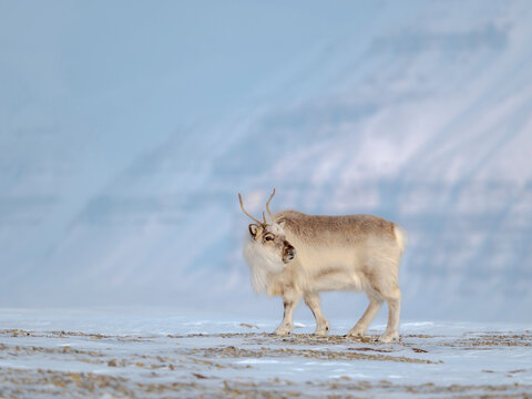 Female Svalbard Reindeer in Sassen-Bunsow-Land National Park, an endemic subspecies of reindeer, which lives only in Svalbard and never was domesticated. Polar Regions, Arctic winter.