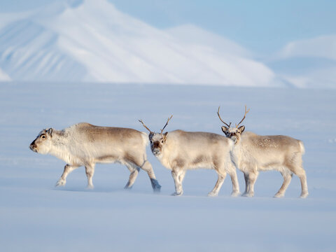 Svalbard Reindeer in Van Mijenfjorden National Park, an endemic subspecies of reindeer, which lives only in Svalbard and never was domesticated. Polar Regions, Arctic winter.