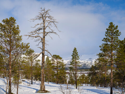 Landscape at Anderdalen National Park with protected coastal old growth pine forests. The Senja island during winter in the north of Norway.