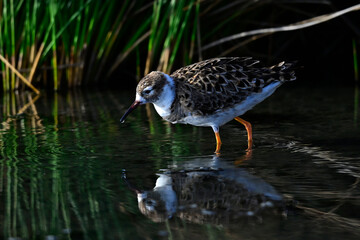 Kampfläufer - Männchen // Ruff - male (Calidris pugnax)