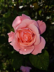 Pink rose in garden 5