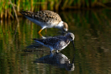 Sichelstrandläufer im Schlichtkleid mit Kampfläufer im Hintergrund