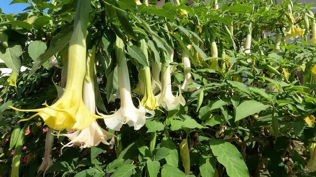 Hermosas flores trompetero, Brugmasia arborea, mecidas por una suave brisa durante el mes de junio en el norte de Espa&ntilde;a