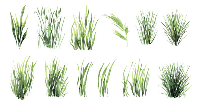  Watercolor green grass png. Vector green watercolor natural, organic, bio, eco labels and shapes, grass on transparent background. Hand drawn illustration of grass.