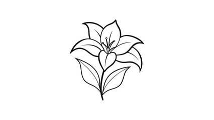 St Bruno's Lily silhouette vector illustration on white background
