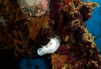 A Jorunna funebris nudibranch crawling on a ship wreck Boracay Island Philippines