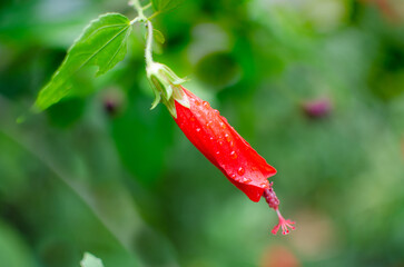 Malvaviscus arboreus , a flower of the hibiscus family