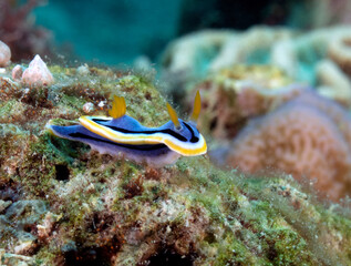 A Chromodoris Annae nudibranch on corals Boracay Island Philippines