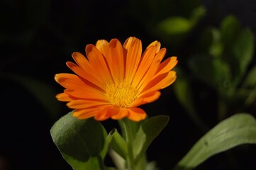 Nature's Soft Palette displays A serene landscape bathed in gentle hues. Earth tones blend seamlessly, reflecting the tranquil beauty of nature in a soothing, harmonious composition.