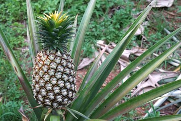 The Trat Si Thong pineapple variety in Thailand's fruit orchards is ready for harvest.