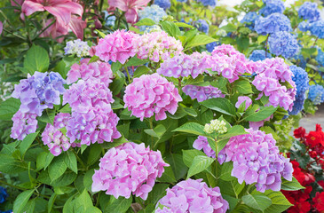 blooming hydrangea perennials with pink and blue blossoms, in the garden