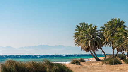 Fototapeta premium palm trees by the sea against the backdrop of mountains in Egypt Dahab South Sinai