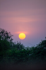 Sunset Over Trees in a Tranquil Evening Sky