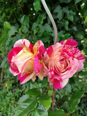 rose rouge du jardin au matin