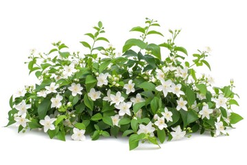 White Jasmine Flowers Branch Isolated on White Background.