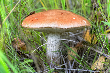 Mushroom Leccinum, known as orange boletus, in the tall grass in its natural environment.