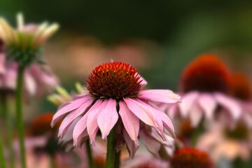 Closeup of a flower of coneflower 
 (Echinacea 'Mooodz Motivation') in a garden in summer