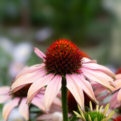 Closeup of a flower of coneflower 
 (Echinacea 'Mooodz Motivation') in a garden in summer