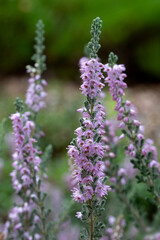 Obraz premium Closeup of flowers of Heather (Calluna vulgaris 'Dart's Squirrel') in a garden in summer
