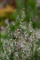 Closeup of flowers of Heather (Calluna vulgaris ‘Isobel Hughes’) in a garden in summer