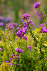 Closeup of flowers of Bell Heather (Erica cinerea f. aureifolia 'Fiddler's Gold') in a garden in summer