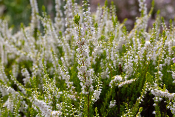 Closeup of flowers of Calluna vulgaris 'Guinea Gold' in a garden in summer