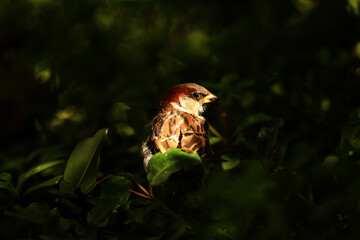 Sparrows in the dawn light.