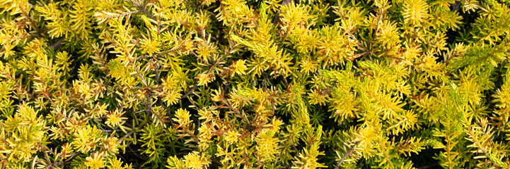 Closeup of foliage of Erica &times; darleyensis f. aureifolia 'Golden Perfect' in a garden in summer