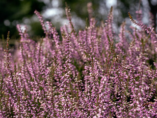 Closeup of flowers of Calluna vulgaris 'Underwoodii' in a garden in Summer