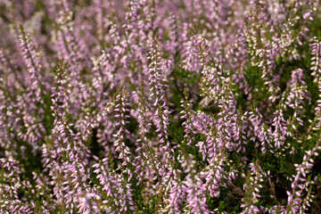 Closeup of flowers of Calluna vulgaris 'Underwoodii' in a garden in Summer