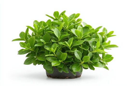 Isolated scandent shrub on a white background, showcasing the plant's climbing nature
