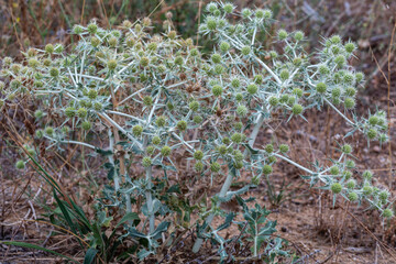 Eryngium campestre. Spiny plant of thistle runner or field eryngo.