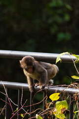 日本の野生動物　群馬県安中市　アプトの道のニホンザル