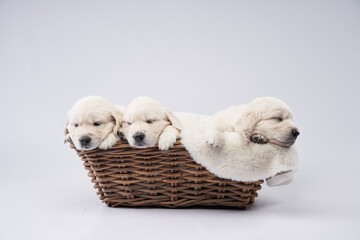 A trio of Golden Retriever puppies snuggle comfortably in a woven basket, draped with a plush white blanket. 