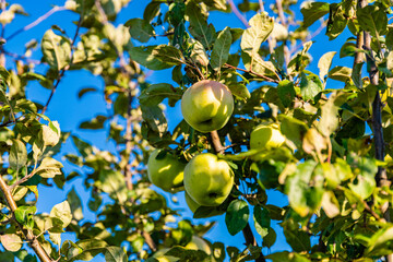 Ripe apples on branches of the apple tree