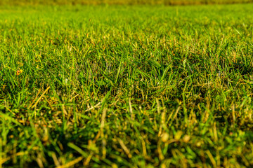 Background of the green grass. Eco concept. Selective focus