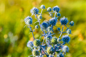 Sea holly plant (eryngium) growing on a meadow