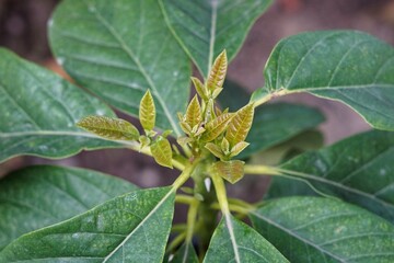 new leaves of an avocado plant