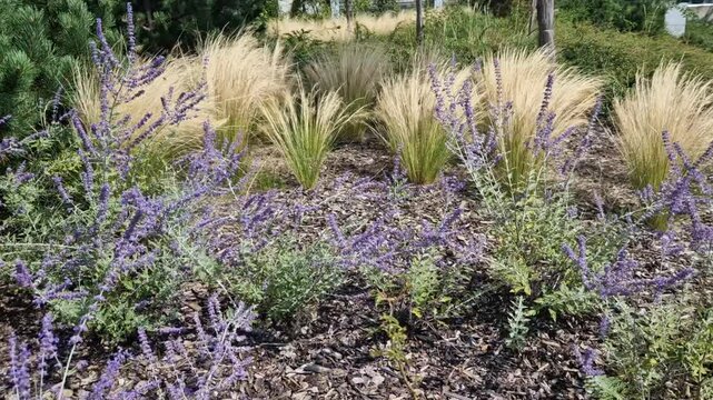 The dry leaves of the grass curl in the wind and look like hair. lawn and several trees. flowerbed with sheet metal curb and light marble, limestone mulch gravel. modern park in autumn