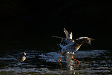 Kampfl&auml;ufer - M&auml;nnchen // Ruff - male (Calidris pugnax)