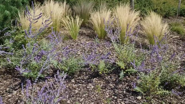 The dry leaves of the grass curl in the wind and look like hair. lawn and several trees. flowerbed with sheet metal curb and light marble, limestone mulch gravel. modern park in autumn