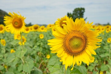 The large sunflower stands tall facing the sun in the sunflower field.