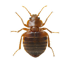 Bed bug close-up. on transparent background