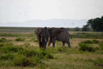 Fototapeta premium Amboseli elephants