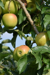 Äpfel auf der Plantage