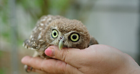 A woman hand gently holds a cute little owl, showcasing the owl tiny size and charming features.