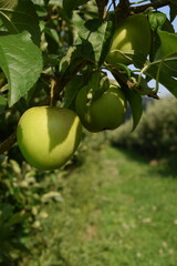 Äpfel auf der Plantage