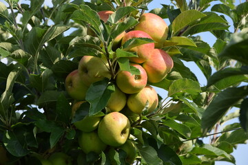 Äpfel auf der Plantage
