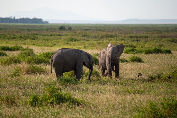Fototapeta premium baby elephants